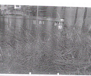 Звалище гілля на Толстого